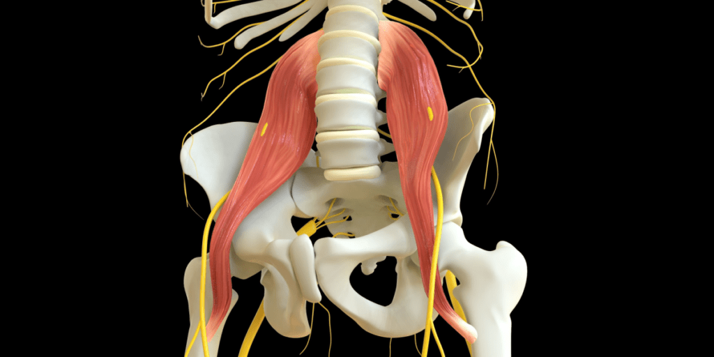 psoas